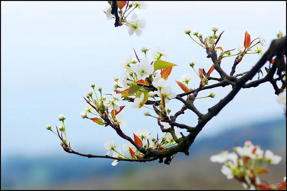 【春天，广西桂林灌阳县向您发出邀请！】我们在灌阳看梨花 - 游山玩水 - 崇左生活社区 - 崇左28生活网 chongzuo.28life.com