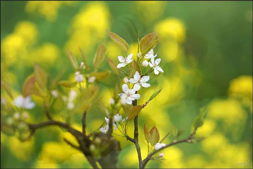 【春天，广西桂林灌阳县向您发出邀请！】我们在灌阳看梨花 - 游山玩水 - 崇左生活社区 - 崇左28生活网 chongzuo.28life.com