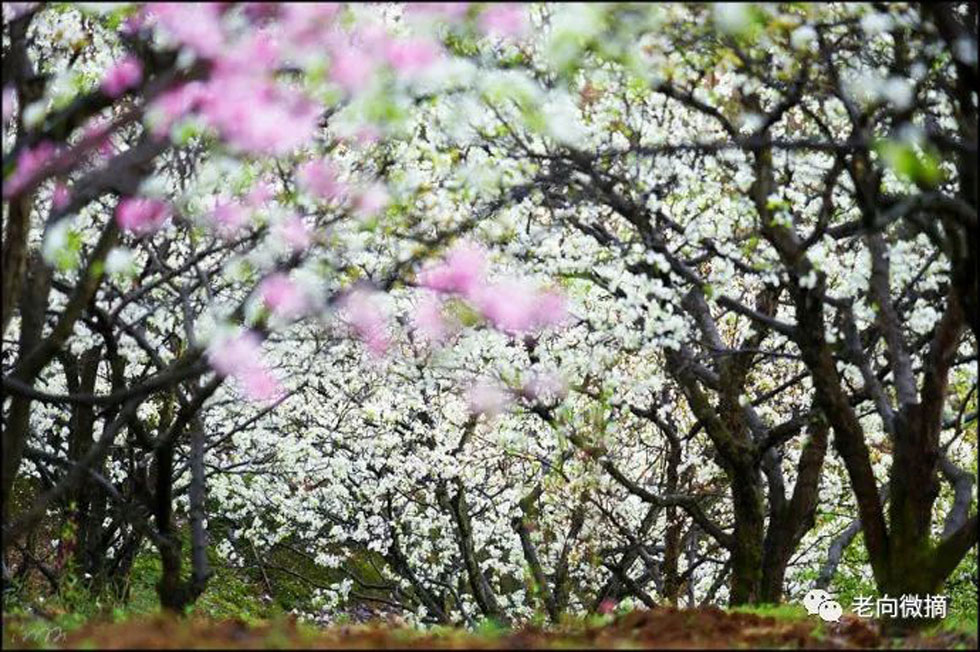 【春天，广西桂林灌阳县向您发出邀请！】我们在灌阳看梨花 - 游山玩水 - 崇左生活社区 - 崇左28生活网 chongzuo.28life.com