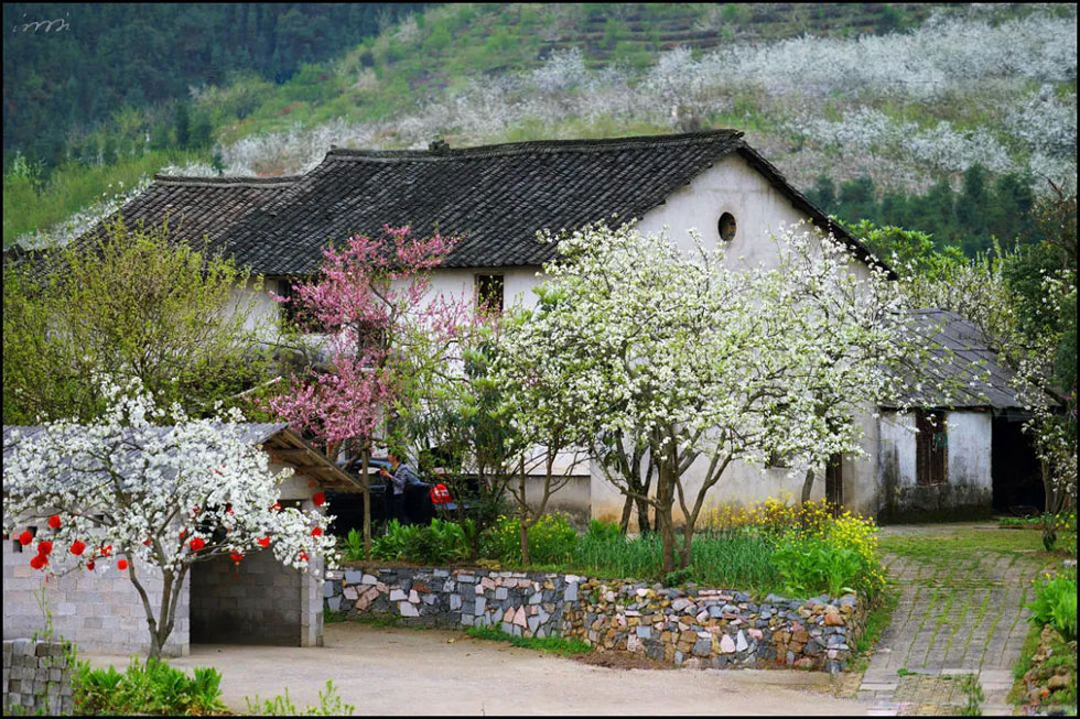 【春天，广西桂林灌阳县向您发出邀请！】我们在灌阳看梨花 - 游山玩水 - 崇左生活社区 - 崇左28生活网 chongzuo.28life.com