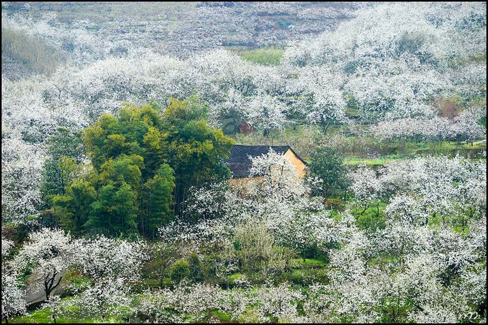 【春天，广西桂林灌阳县向您发出邀请！】我们在灌阳看梨花 - 游山玩水 - 崇左生活社区 - 崇左28生活网 chongzuo.28life.com