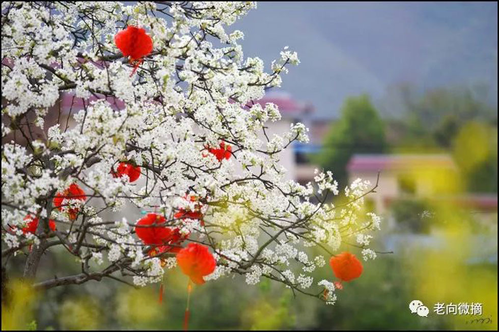 【春天，广西桂林灌阳县向您发出邀请！】我们在灌阳看梨花 - 游山玩水 - 崇左生活社区 - 崇左28生活网 chongzuo.28life.com