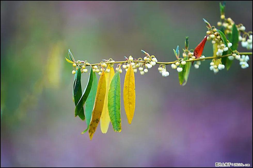 【春天，广西桂林灌阳县向您发出邀请！】米珠山前有片山苍子花在飘香 - 游山玩水 - 崇左生活社区 - 崇左28生活网 chongzuo.28life.com