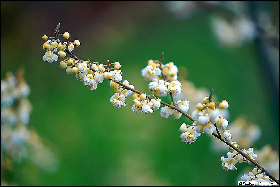 【春天，广西桂林灌阳县向您发出邀请！】米珠山前有片山苍子花在飘香 - 游山玩水 - 崇左生活社区 - 崇左28生活网 chongzuo.28life.com
