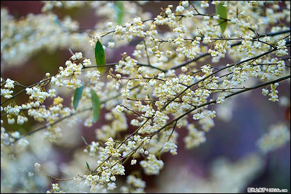 【春天，广西桂林灌阳县向您发出邀请！】米珠山前有片山苍子花在飘香 - 游山玩水 - 崇左生活社区 - 崇左28生活网 chongzuo.28life.com