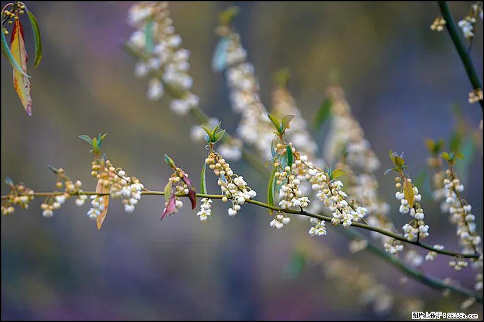 【春天，广西桂林灌阳县向您发出邀请！】米珠山前有片山苍子花在飘香 - 游山玩水 - 崇左生活社区 - 崇左28生活网 chongzuo.28life.com