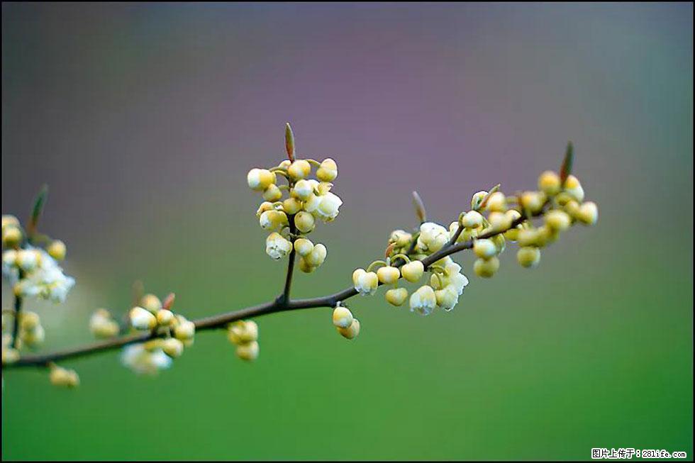 【春天，广西桂林灌阳县向您发出邀请！】米珠山前有片山苍子花在飘香 - 游山玩水 - 崇左生活社区 - 崇左28生活网 chongzuo.28life.com