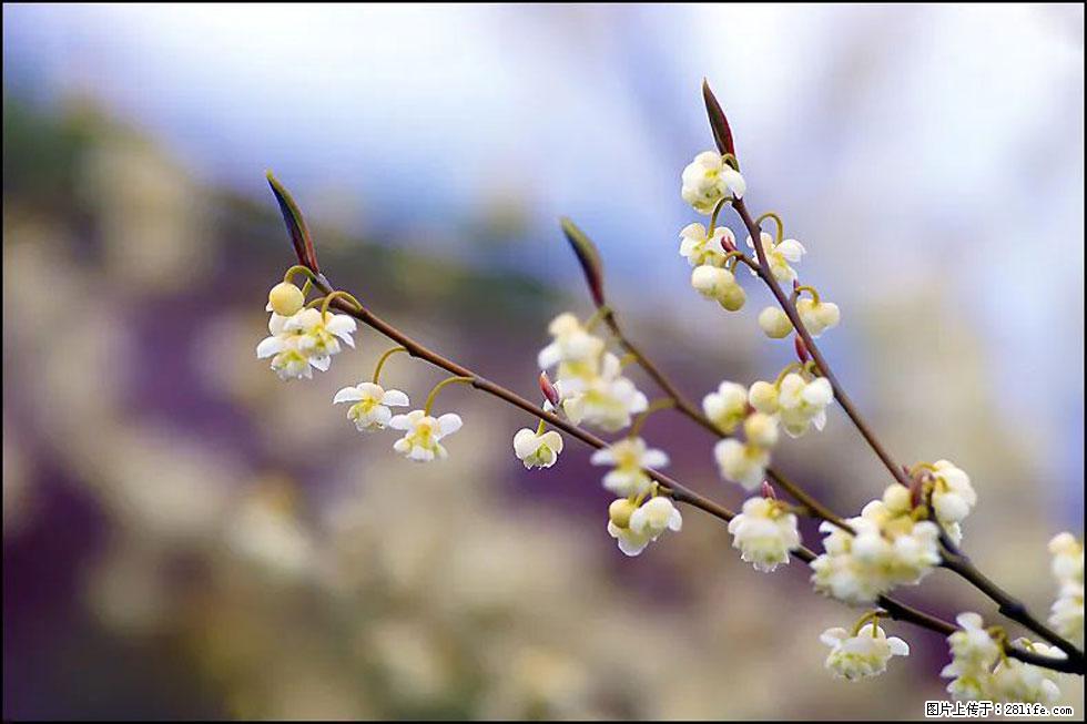 【春天，广西桂林灌阳县向您发出邀请！】米珠山前有片山苍子花在飘香 - 游山玩水 - 崇左生活社区 - 崇左28生活网 chongzuo.28life.com