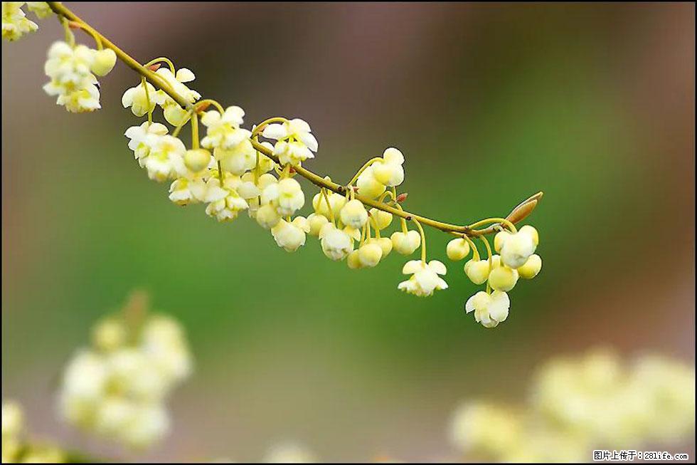 【春天，广西桂林灌阳县向您发出邀请！】米珠山前有片山苍子花在飘香 - 游山玩水 - 崇左生活社区 - 崇左28生活网 chongzuo.28life.com