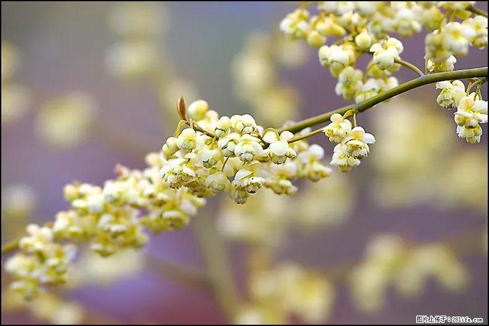 【春天，广西桂林灌阳县向您发出邀请！】米珠山前有片山苍子花在飘香 - 游山玩水 - 崇左生活社区 - 崇左28生活网 chongzuo.28life.com