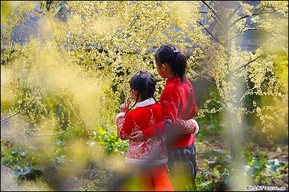 【春天，广西桂林灌阳县向您发出邀请！】米珠山前有片山苍子花在飘香 - 游山玩水 - 崇左生活社区 - 崇左28生活网 chongzuo.28life.com