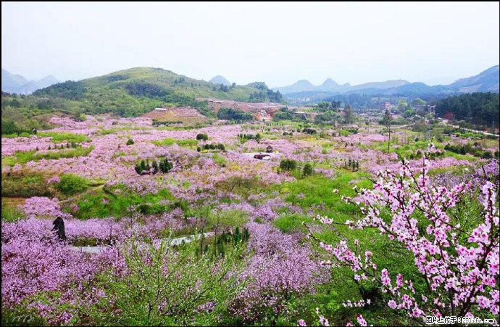 【春天,广西桂林灌阳县向您发出邀请!】官庄村有个醉美的桃花园 - 游山玩水 - 崇左生活社区 - 崇左28生活网 chongzuo.28life.com