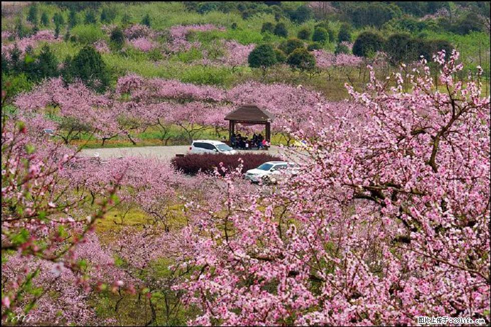 【春天,广西桂林灌阳县向您发出邀请!】官庄村有个醉美的桃花园 - 游山玩水 - 崇左生活社区 - 崇左28生活网 chongzuo.28life.com