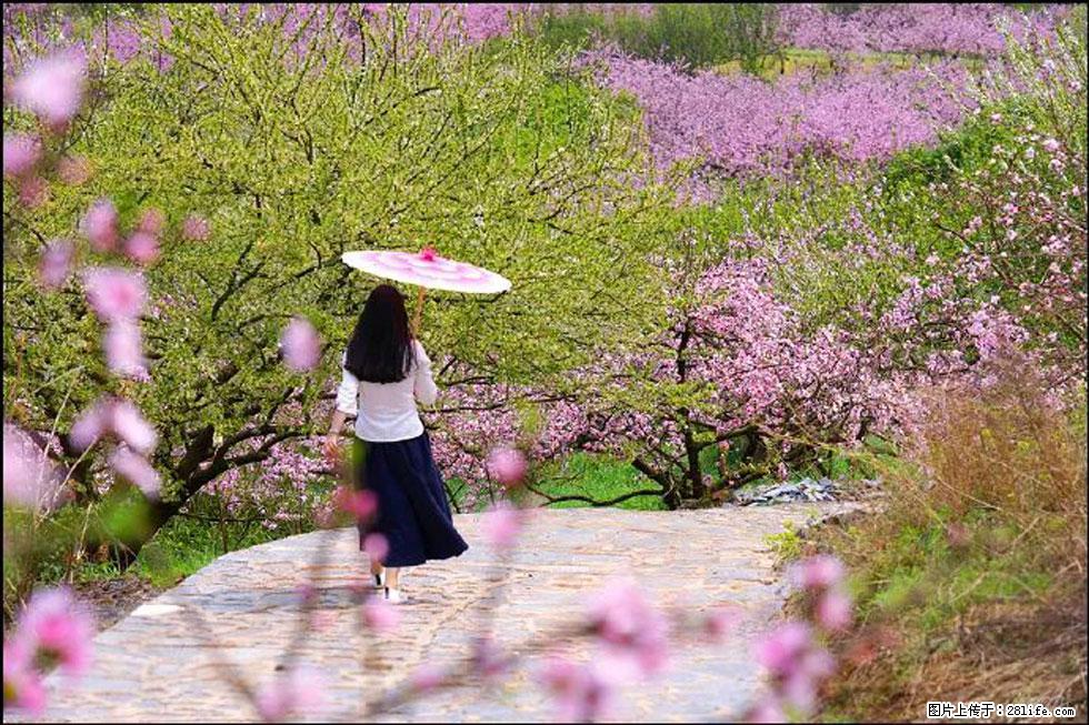 【春天,广西桂林灌阳县向您发出邀请!】官庄村有个醉美的桃花园 - 游山玩水 - 崇左生活社区 - 崇左28生活网 chongzuo.28life.com