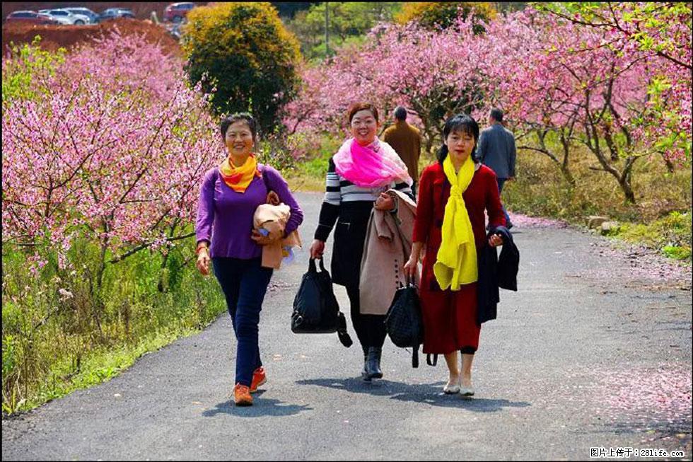 【春天,广西桂林灌阳县向您发出邀请!】官庄村有个醉美的桃花园 - 游山玩水 - 崇左生活社区 - 崇左28生活网 chongzuo.28life.com