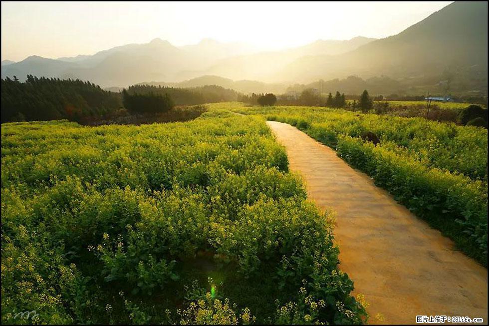 【春天，广西桂林灌阳县向您发出邀请！】长坪村油菜盛情花开 - 游山玩水 - 崇左生活社区 - 崇左28生活网 chongzuo.28life.com