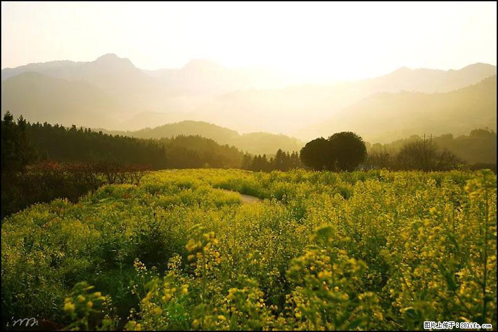 【春天，广西桂林灌阳县向您发出邀请！】长坪村油菜盛情花开 - 游山玩水 - 崇左生活社区 - 崇左28生活网 chongzuo.28life.com