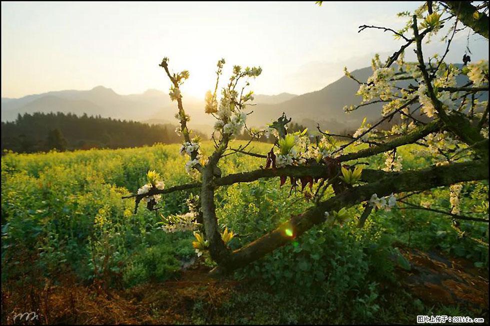 【春天，广西桂林灌阳县向您发出邀请！】长坪村油菜盛情花开 - 游山玩水 - 崇左生活社区 - 崇左28生活网 chongzuo.28life.com