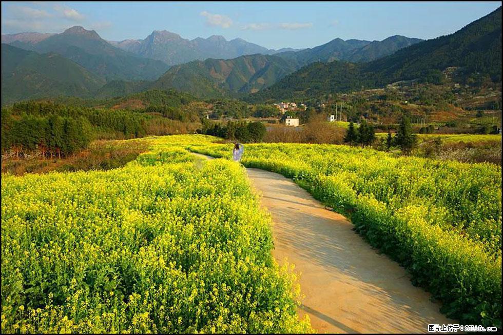 【春天，广西桂林灌阳县向您发出邀请！】长坪村油菜盛情花开 - 游山玩水 - 崇左生活社区 - 崇左28生活网 chongzuo.28life.com