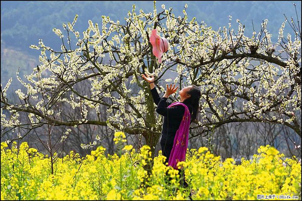 【春天，广西桂林灌阳县向您发出邀请！】长坪村油菜盛情花开 - 游山玩水 - 崇左生活社区 - 崇左28生活网 chongzuo.28life.com