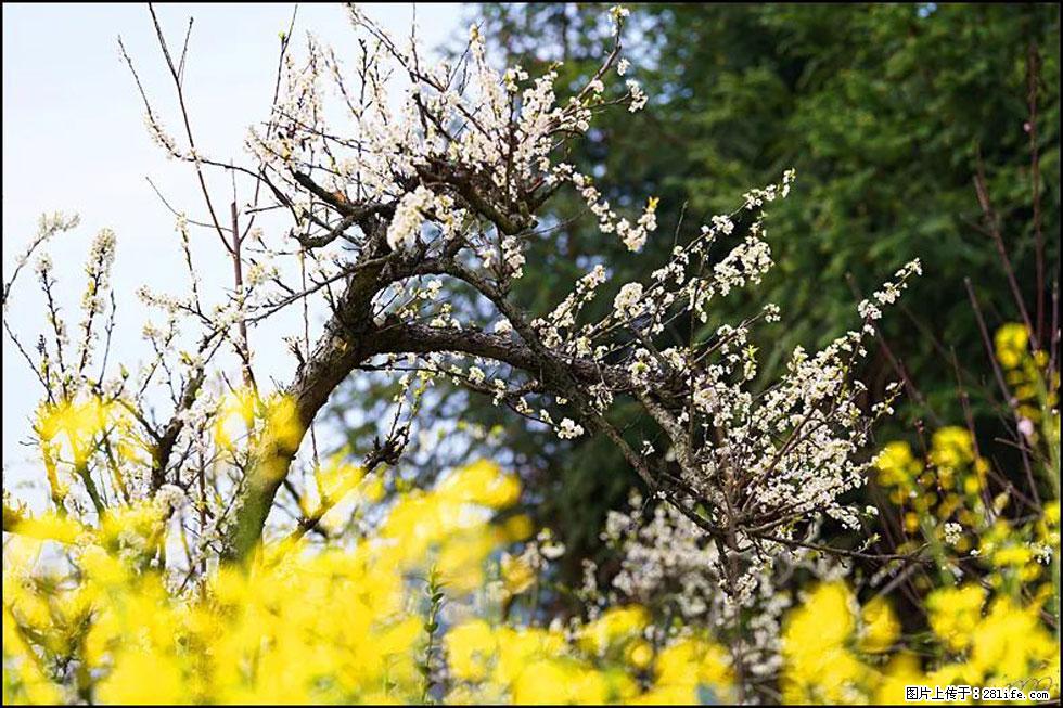 【春天，广西桂林灌阳县向您发出邀请！】长坪村油菜盛情花开 - 游山玩水 - 崇左生活社区 - 崇左28生活网 chongzuo.28life.com