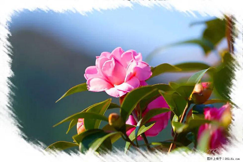 【春天，广西桂林灌阳县向您发出邀请！】杨柳井茶花惹人爱 - 游山玩水 - 崇左生活社区 - 崇左28生活网 chongzuo.28life.com