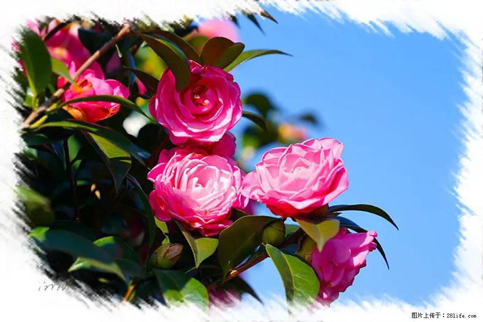 【春天，广西桂林灌阳县向您发出邀请！】杨柳井茶花惹人爱 - 游山玩水 - 崇左生活社区 - 崇左28生活网 chongzuo.28life.com