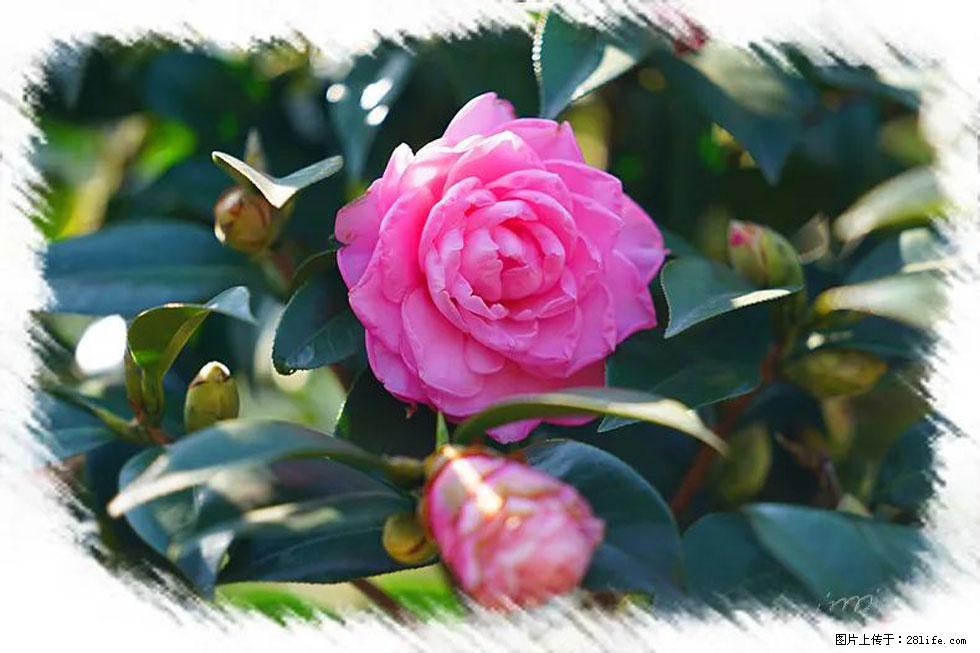 【春天，广西桂林灌阳县向您发出邀请！】杨柳井茶花惹人爱 - 游山玩水 - 崇左生活社区 - 崇左28生活网 chongzuo.28life.com