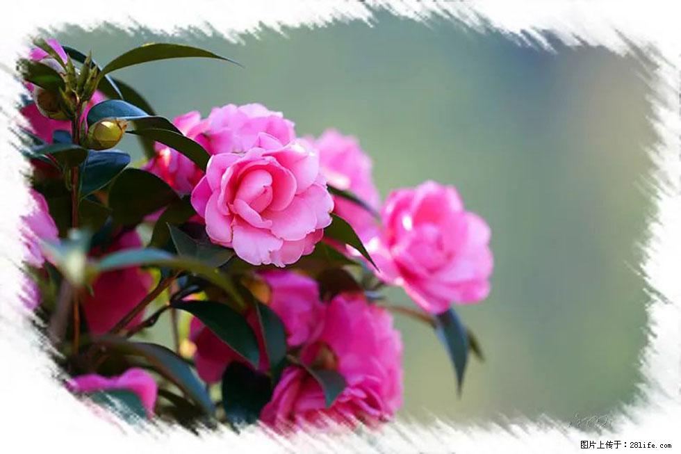 【春天，广西桂林灌阳县向您发出邀请！】杨柳井茶花惹人爱 - 游山玩水 - 崇左生活社区 - 崇左28生活网 chongzuo.28life.com