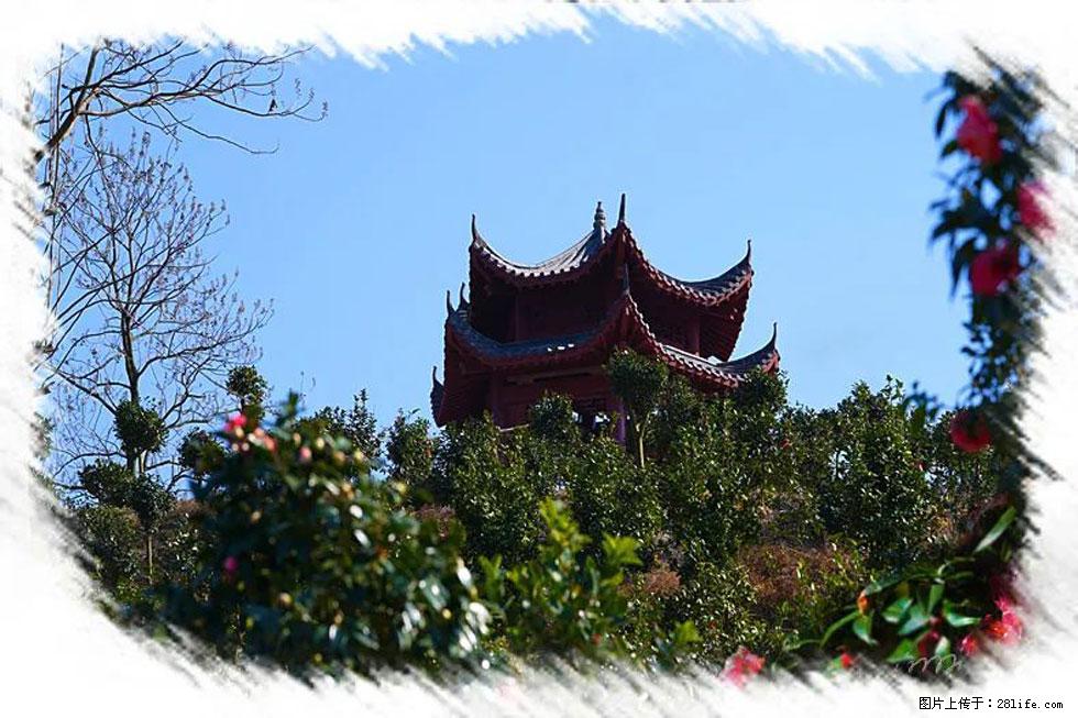 【春天，广西桂林灌阳县向您发出邀请！】杨柳井茶花惹人爱 - 游山玩水 - 崇左生活社区 - 崇左28生活网 chongzuo.28life.com