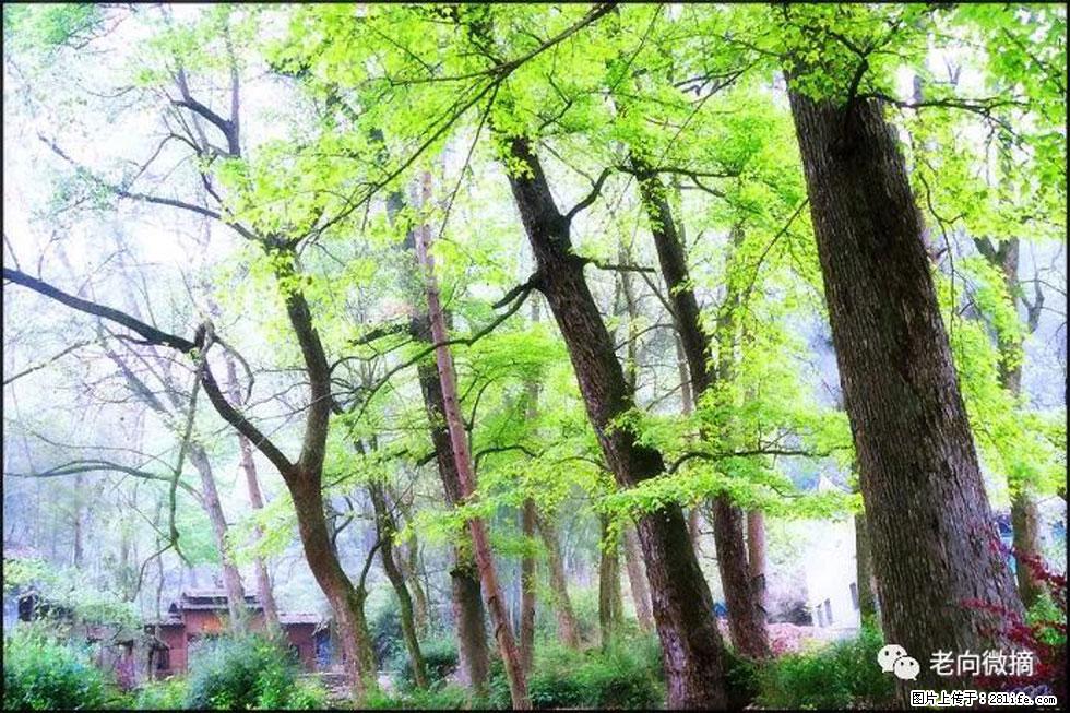 【春天，广西桂林灌阳县向您发出邀请！】在小龙村与春天约会 - 游山玩水 - 崇左生活社区 - 崇左28生活网 chongzuo.28life.com