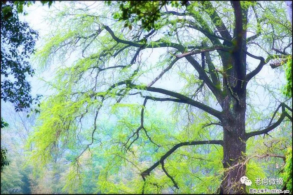 【春天，广西桂林灌阳县向您发出邀请！】在小龙村与春天约会 - 游山玩水 - 崇左生活社区 - 崇左28生活网 chongzuo.28life.com