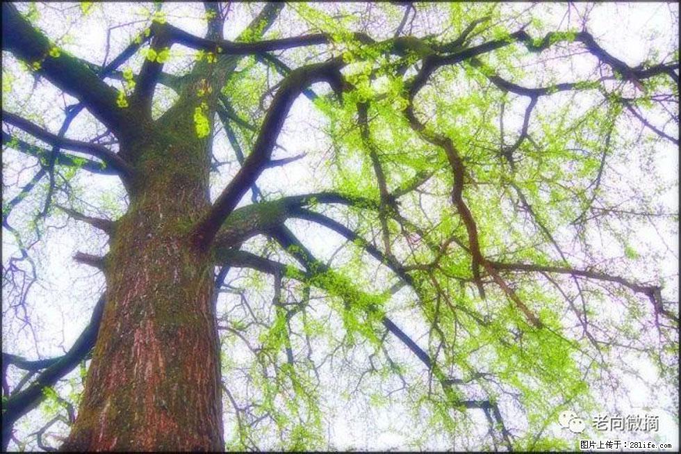 【春天，广西桂林灌阳县向您发出邀请！】在小龙村与春天约会 - 游山玩水 - 崇左生活社区 - 崇左28生活网 chongzuo.28life.com