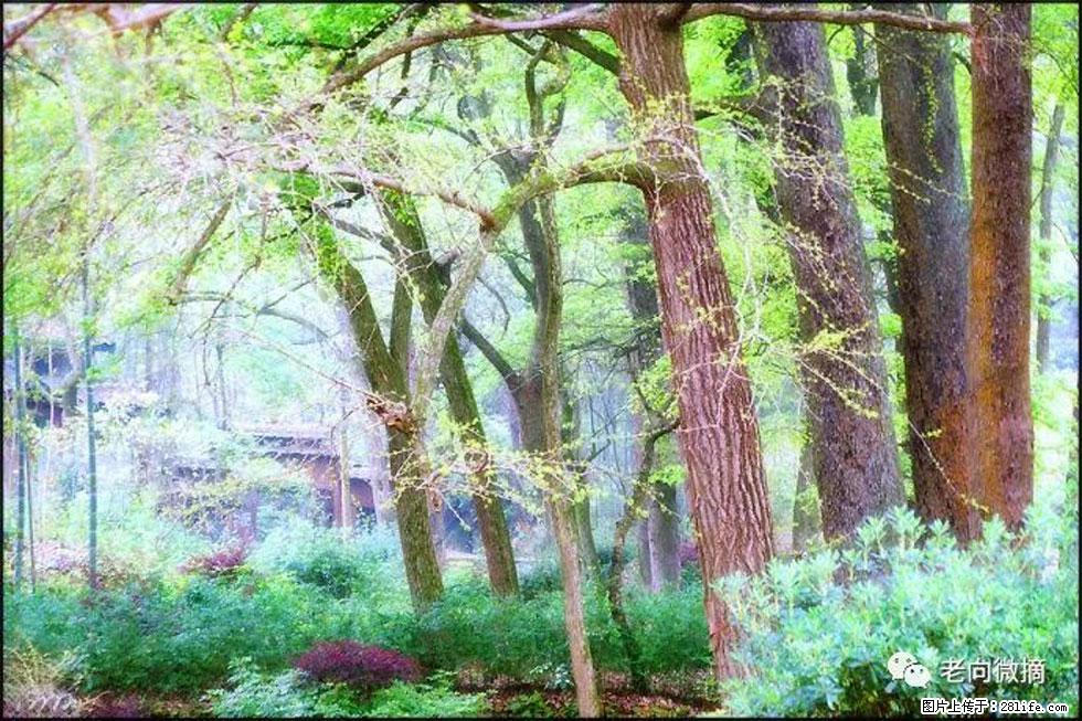 【春天，广西桂林灌阳县向您发出邀请！】在小龙村与春天约会 - 游山玩水 - 崇左生活社区 - 崇左28生活网 chongzuo.28life.com