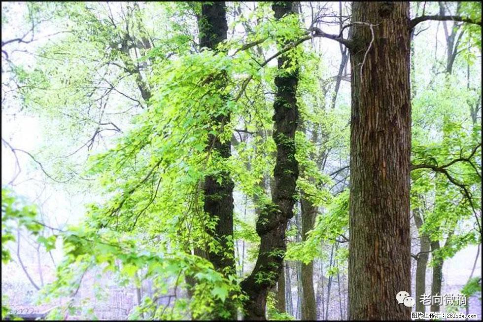 【春天，广西桂林灌阳县向您发出邀请！】在小龙村与春天约会 - 游山玩水 - 崇左生活社区 - 崇左28生活网 chongzuo.28life.com