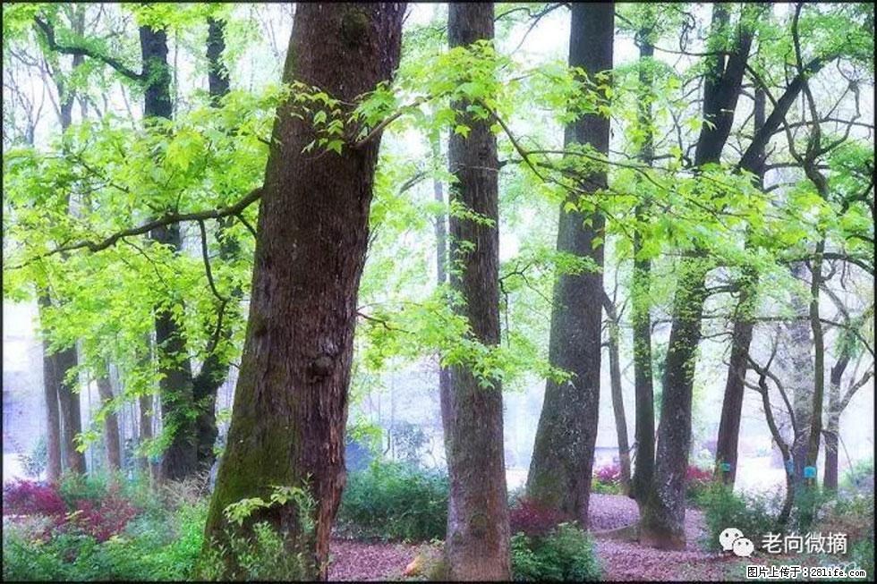 【春天，广西桂林灌阳县向您发出邀请！】在小龙村与春天约会 - 游山玩水 - 崇左生活社区 - 崇左28生活网 chongzuo.28life.com