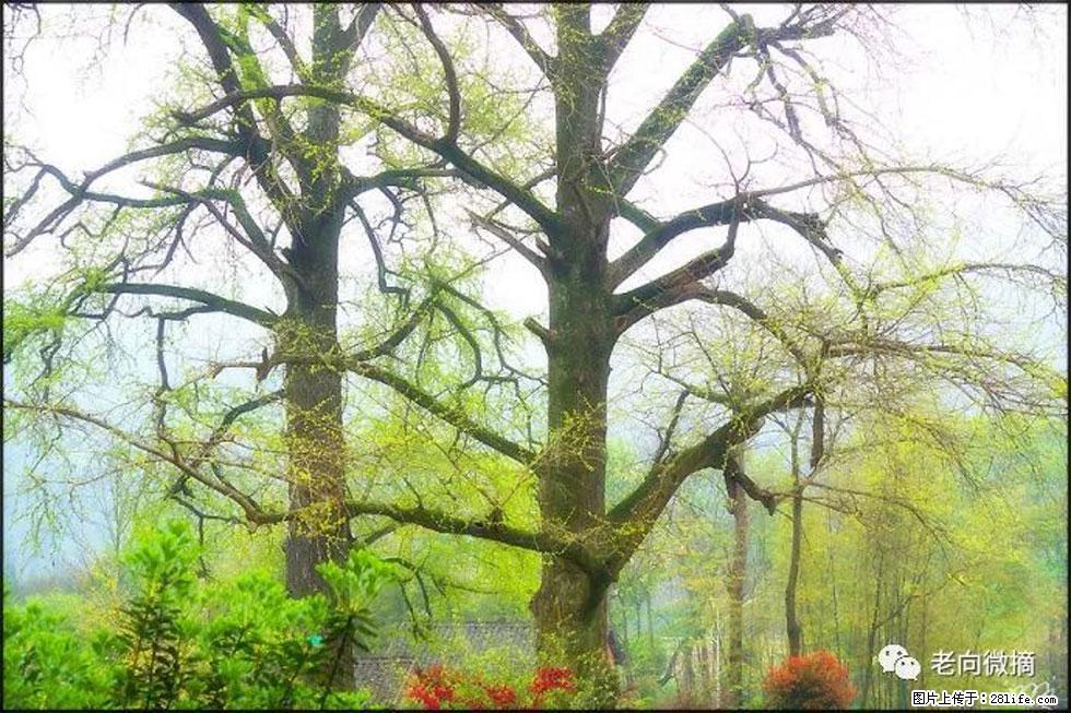 【春天，广西桂林灌阳县向您发出邀请！】在小龙村与春天约会 - 游山玩水 - 崇左生活社区 - 崇左28生活网 chongzuo.28life.com