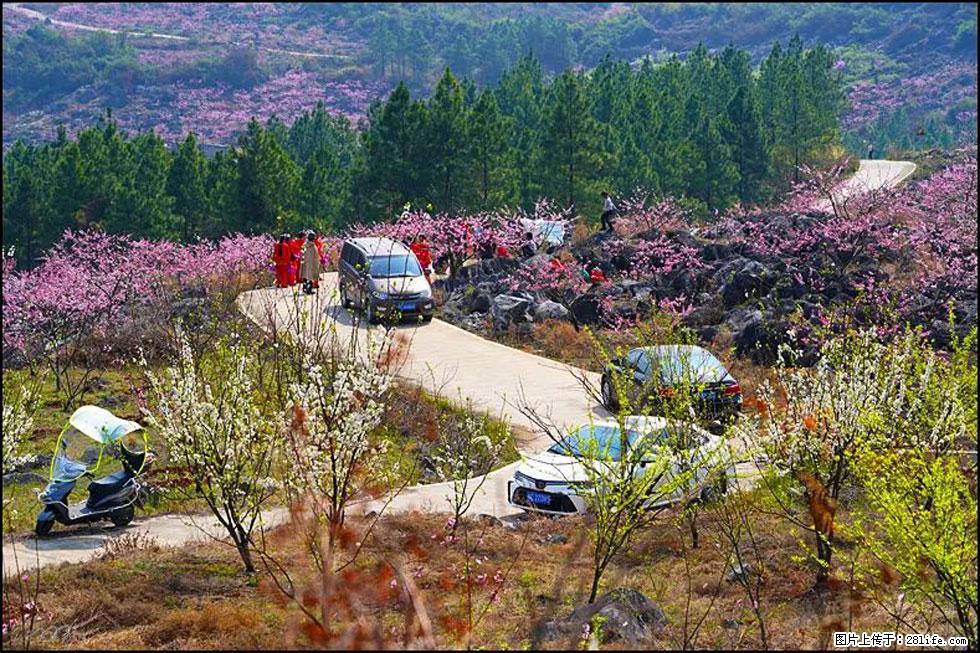 【春天，广西桂林灌阳县向您发出邀请！】望月岭上桃花开 - 游山玩水 - 崇左生活社区 - 崇左28生活网 chongzuo.28life.com