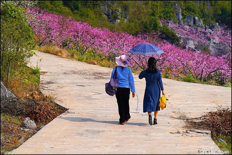 【春天，广西桂林灌阳县向您发出邀请！】望月岭上桃花开 - 游山玩水 - 崇左生活社区 - 崇左28生活网 chongzuo.28life.com