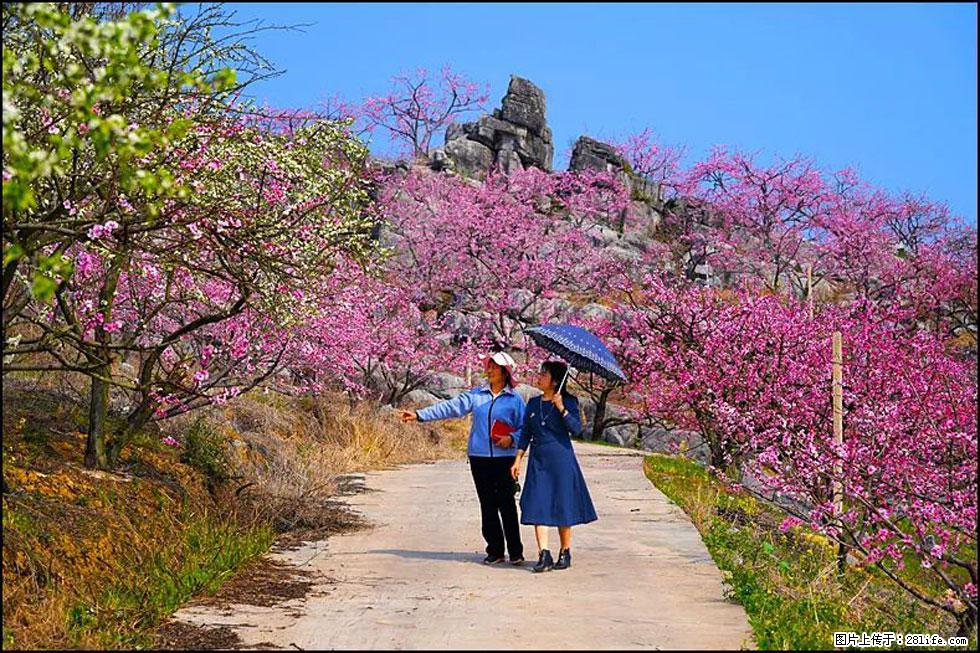 【春天，广西桂林灌阳县向您发出邀请！】望月岭上桃花开 - 游山玩水 - 崇左生活社区 - 崇左28生活网 chongzuo.28life.com