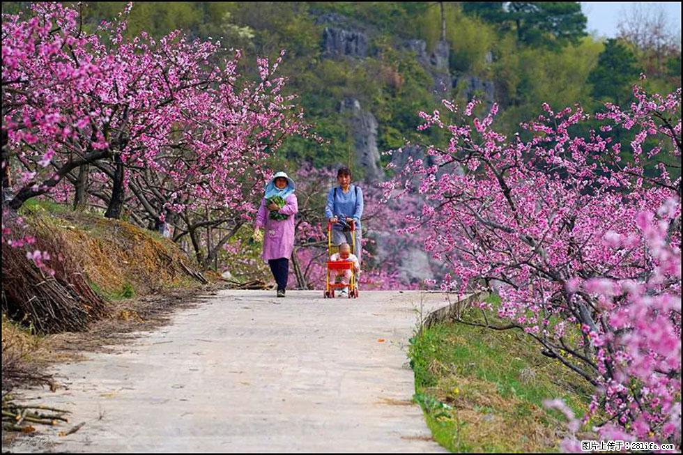 【春天，广西桂林灌阳县向您发出邀请！】望月岭上桃花开 - 游山玩水 - 崇左生活社区 - 崇左28生活网 chongzuo.28life.com