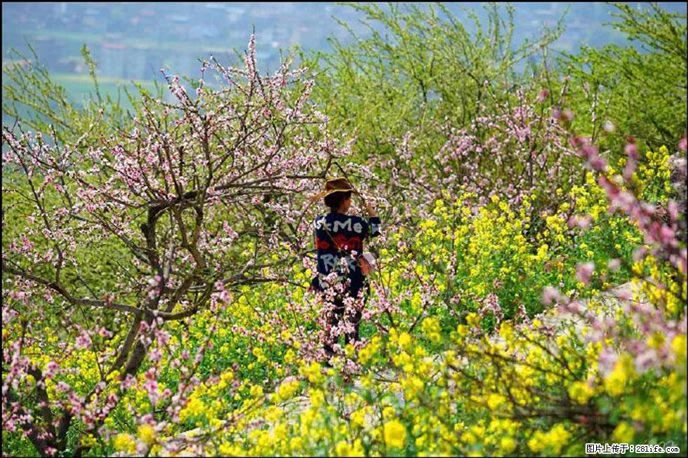 【春天，广西桂林灌阳县向您发出邀请！】望月岭上桃花开 - 游山玩水 - 崇左生活社区 - 崇左28生活网 chongzuo.28life.com