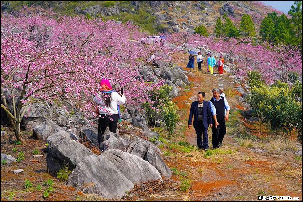 【春天，广西桂林灌阳县向您发出邀请！】望月岭上桃花开 - 游山玩水 - 崇左生活社区 - 崇左28生活网 chongzuo.28life.com