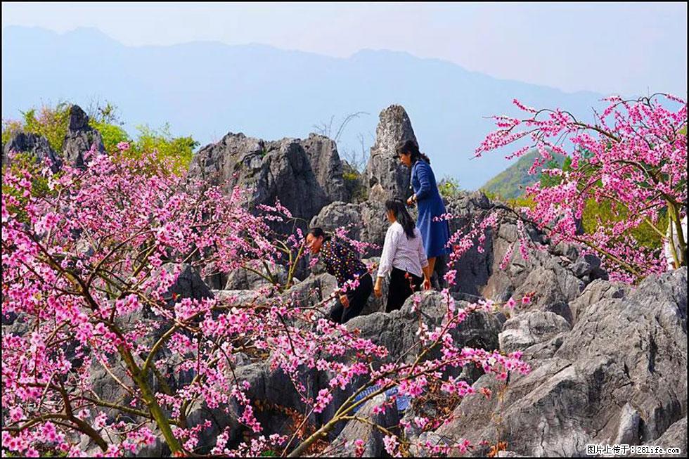 【春天，广西桂林灌阳县向您发出邀请！】望月岭上桃花开 - 游山玩水 - 崇左生活社区 - 崇左28生活网 chongzuo.28life.com