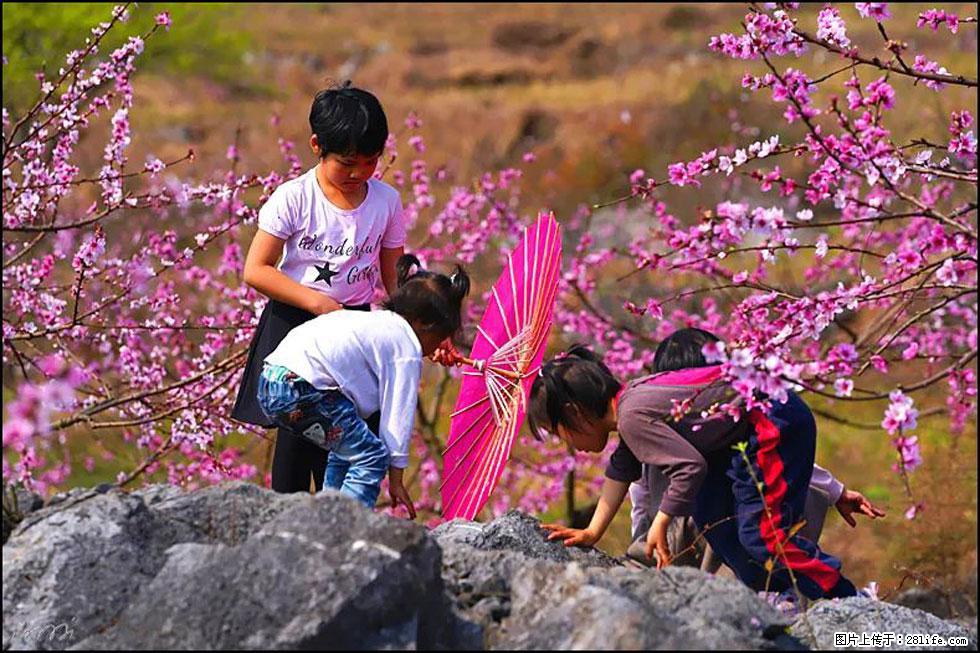 【春天，广西桂林灌阳县向您发出邀请！】望月岭上桃花开 - 游山玩水 - 崇左生活社区 - 崇左28生活网 chongzuo.28life.com