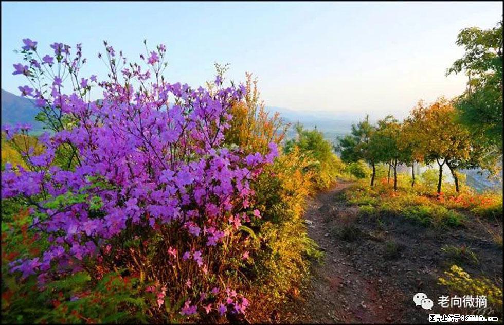 【春天,广西桂林灌阳县向您发出邀请!】登麒麟山,相约映山红 - 游山玩水 - 崇左生活社区 - 崇左28生活网 chongzuo.28life.com
