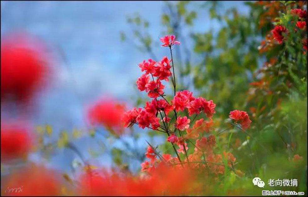 【春天,广西桂林灌阳县向您发出邀请!】登麒麟山,相约映山红 - 游山玩水 - 崇左生活社区 - 崇左28生活网 chongzuo.28life.com