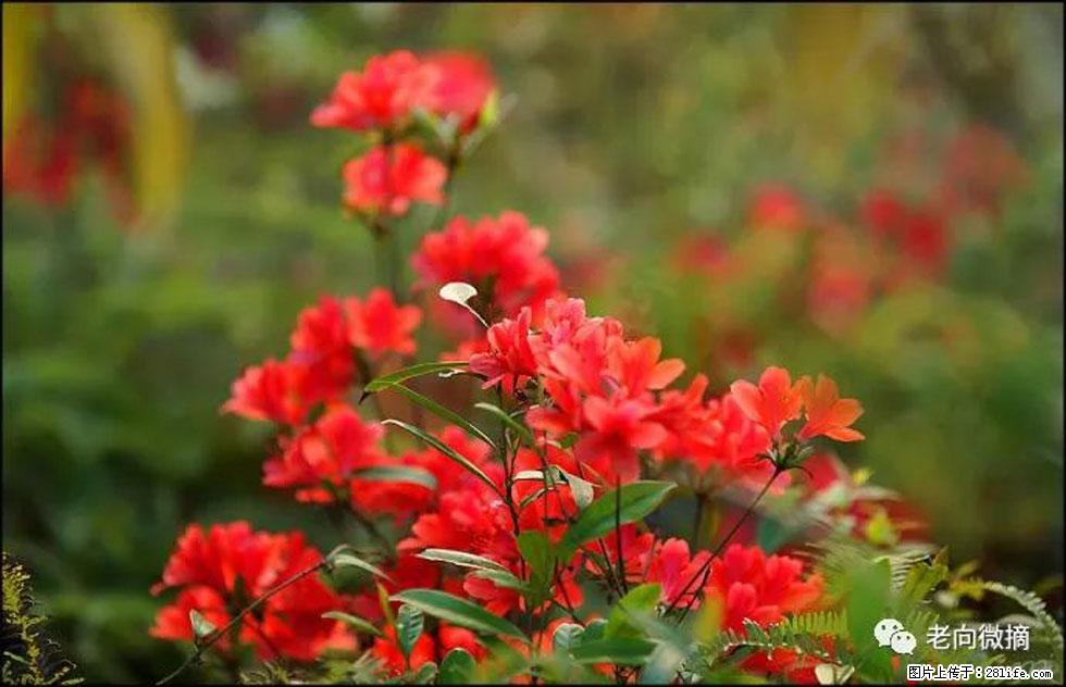 【春天,广西桂林灌阳县向您发出邀请!】登麒麟山,相约映山红 - 游山玩水 - 崇左生活社区 - 崇左28生活网 chongzuo.28life.com