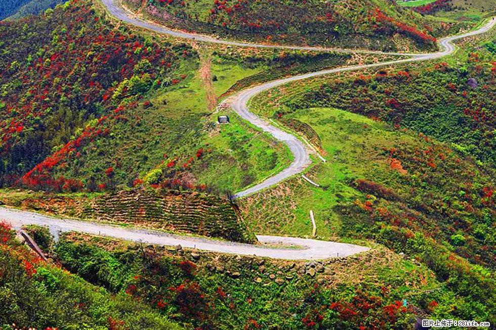 【春天,广西桂林灌阳县向您发出邀请!】春木界上映山红 - 游山玩水 - 崇左生活社区 - 崇左28生活网 chongzuo.28life.com