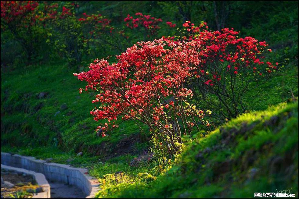 【春天,广西桂林灌阳县向您发出邀请!】春木界上映山红 - 游山玩水 - 崇左生活社区 - 崇左28生活网 chongzuo.28life.com